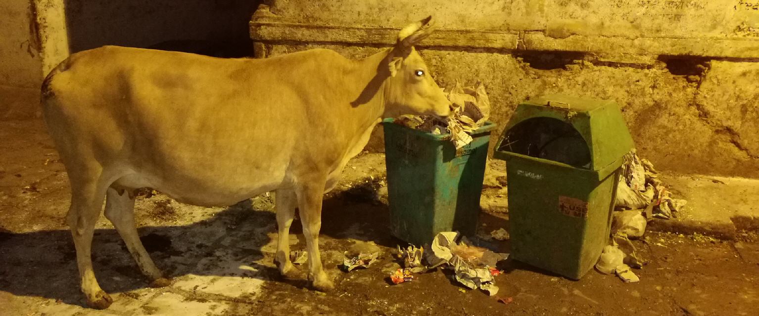 Heilige Kuh in Varanasi